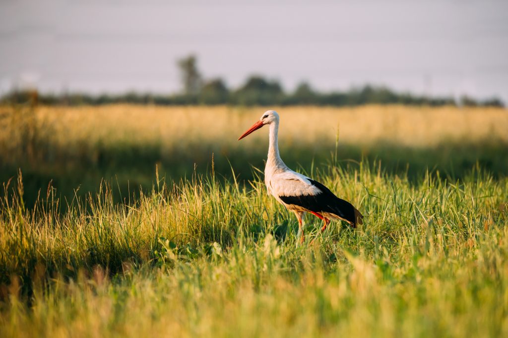 Vogelkundliche Highlights in Ostfriesland: Ein Paradies für Birdwatcher