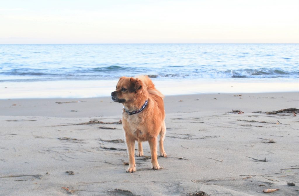 Hundeurlaub in Ostfriesland: Tipps für den perfekten Urlaub mit Vierbeinern