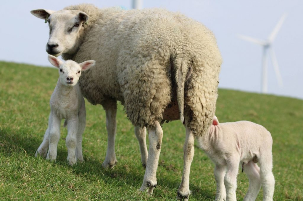 Warum die Schafe in Ostfriesland nicht nur für die Wollproduktion auf den Deichen grasen