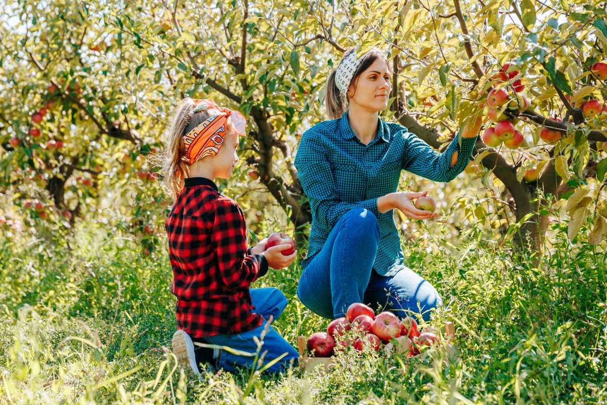Apfel pflücken in Ostfriesland — was ist rechtlich erlaubt u