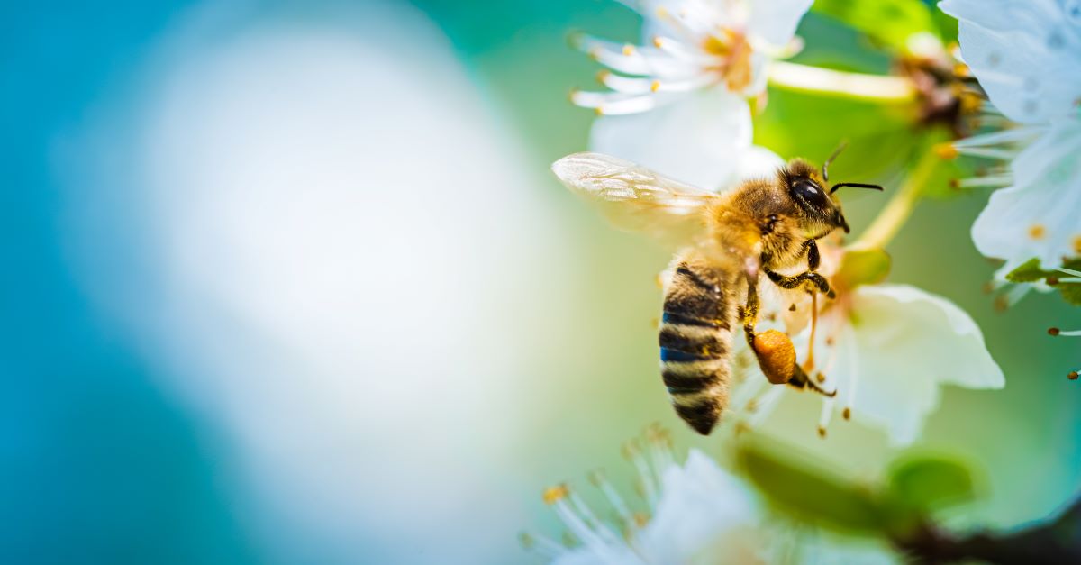 Bienen im Garten schützen – Tipps für Ostfriesland