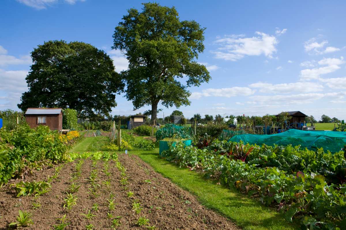 Gartengrundstück in Ostfriesland kaufen oder pachten — Der p