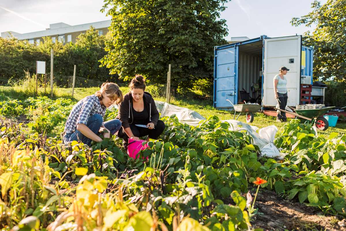 Gemeinschaftsgarten in Ostfriesland anlegen – Gemeinsam gärt