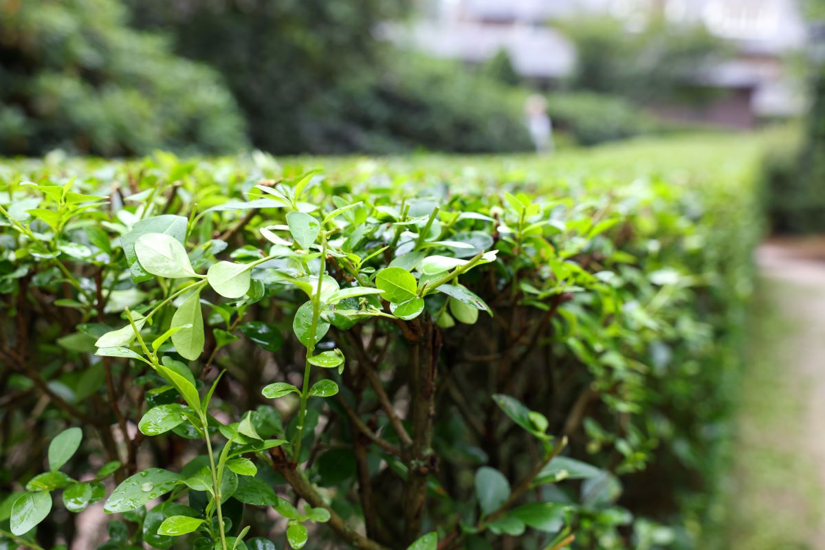 Hecke schneiden: Rechtliche Fristen & beste Zeit