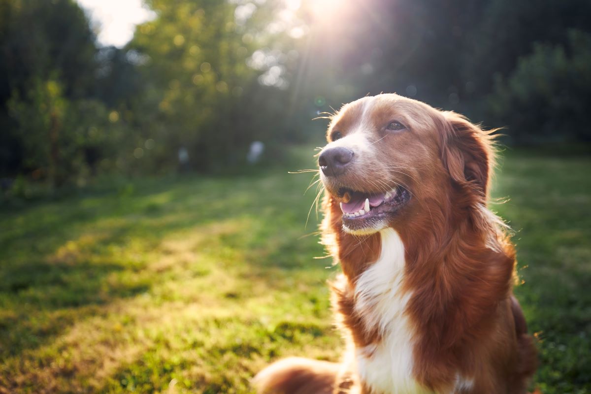 Hund vermisst in Ostfriesland – Die ersten Schritte