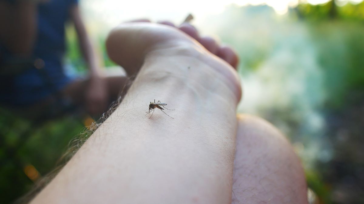 Insektenstiche in Ostfriesland: Erste Hilfe und richtige Vor
