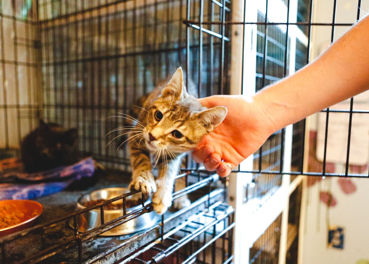 Katze mikrochippen in Ostfriesland — Leitfaden & Tipps