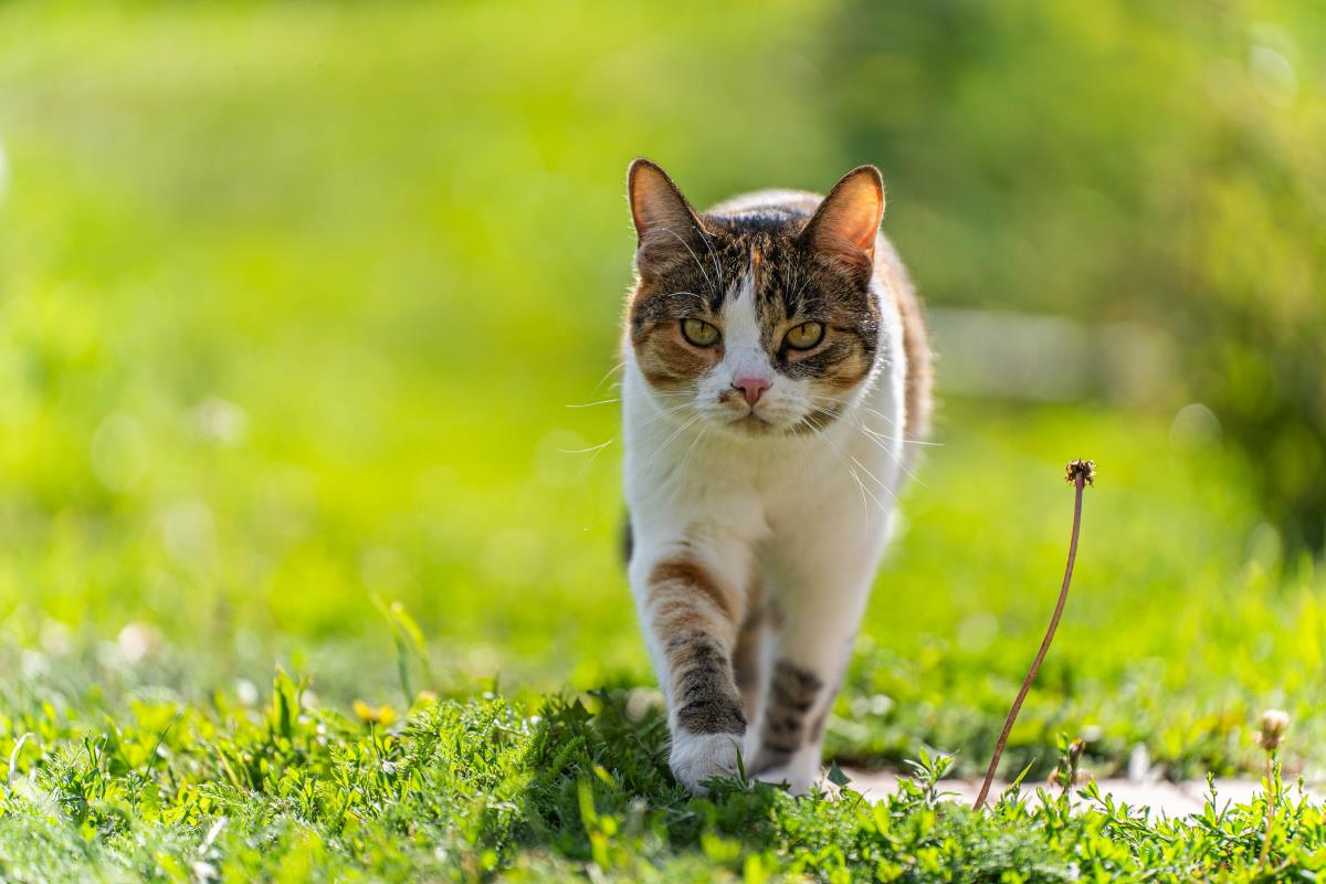 Katze freilaufend in Ostfriesland — Rechte und Pflichten des