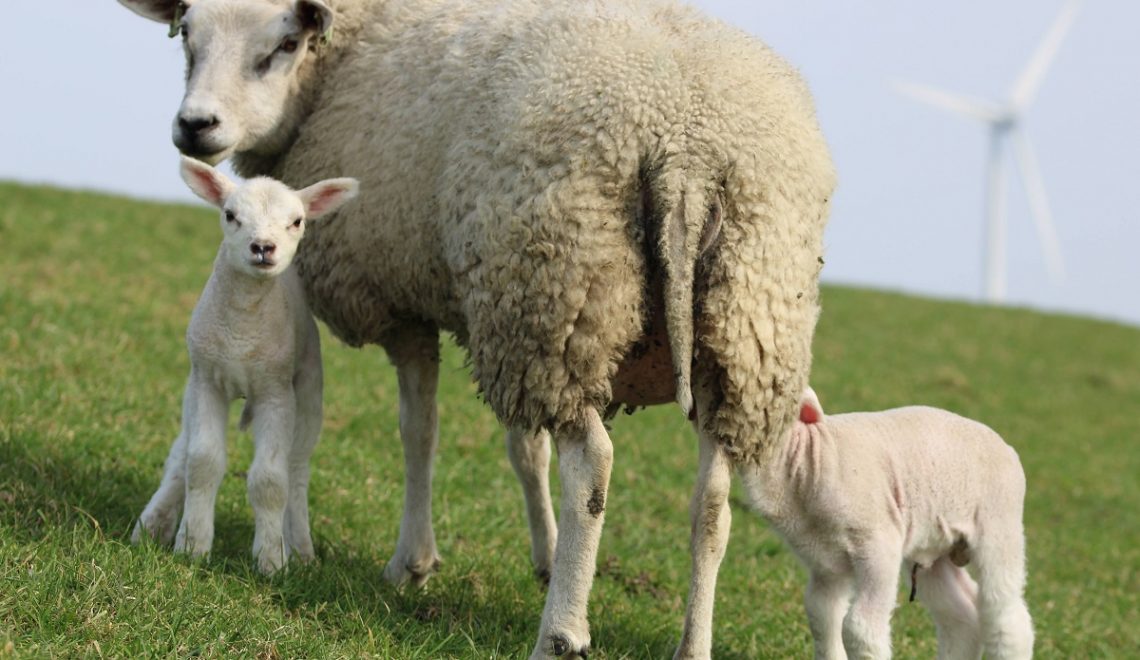 Warum die Schafe in Ostfriesland nicht nur für die Wollproduktion auf den Deichen grasen