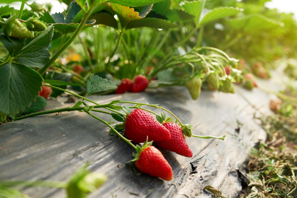 Selbsterntefelder in Ostfriesland: Frisches Obst und Gemüse 