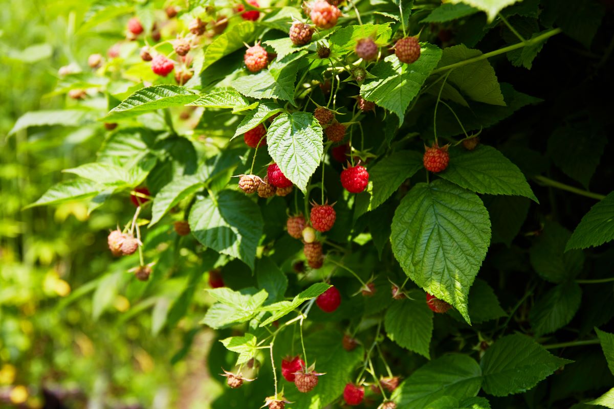 Streuobstwiese mit Hecke einfrieden in Ostfriesland — was is