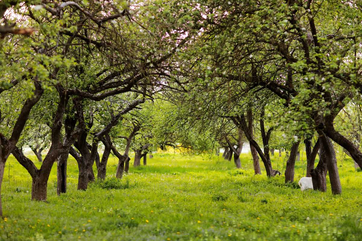Streuobstwiese kaufen in Ostfriesland — lohnt sich die Inves