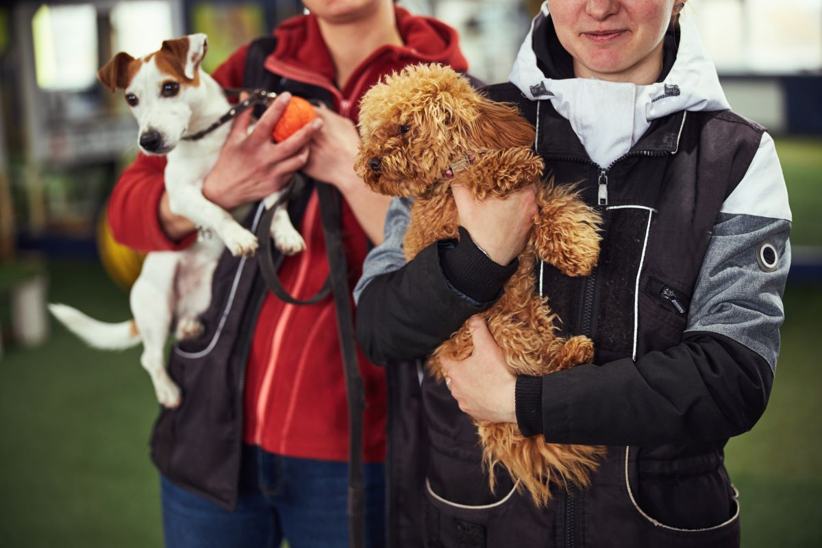 Tier adoptieren statt kaufen in Ostfriesland | Tierheim Guide