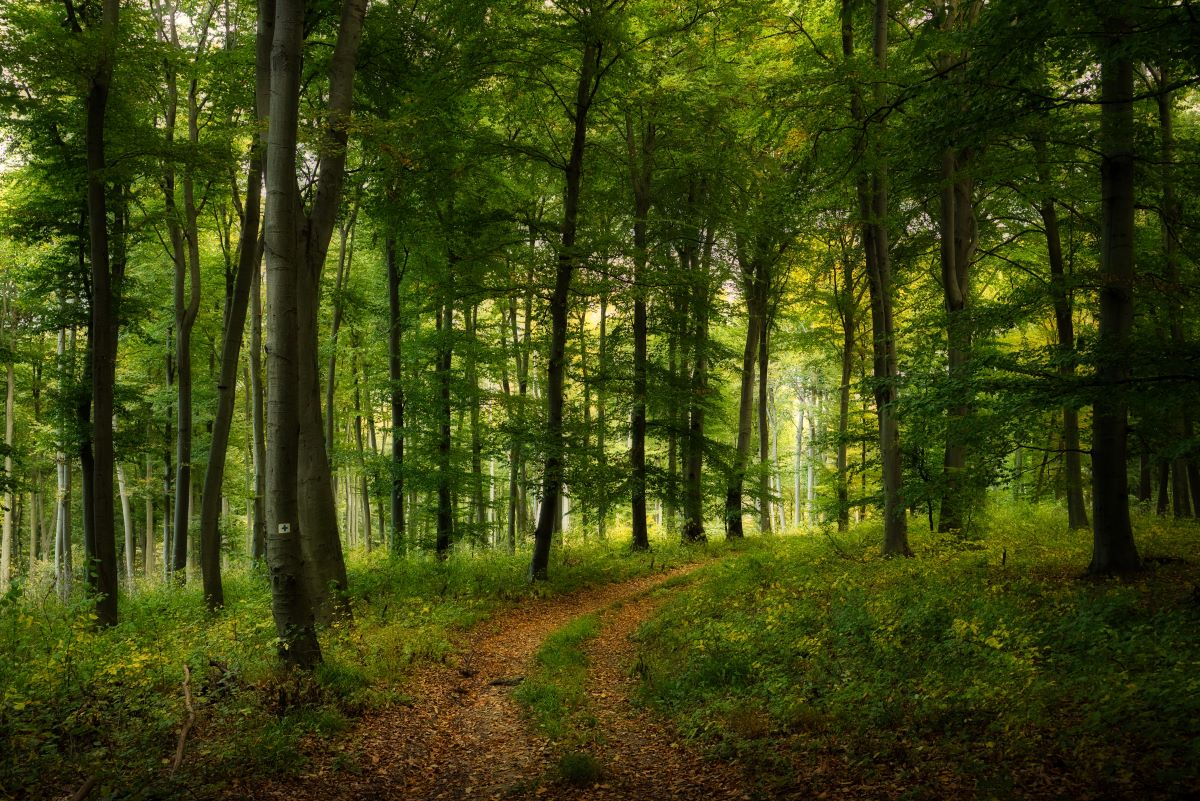 Wald-Ausflug mit Kindern in Ostfriesland — was ist erlaubt u