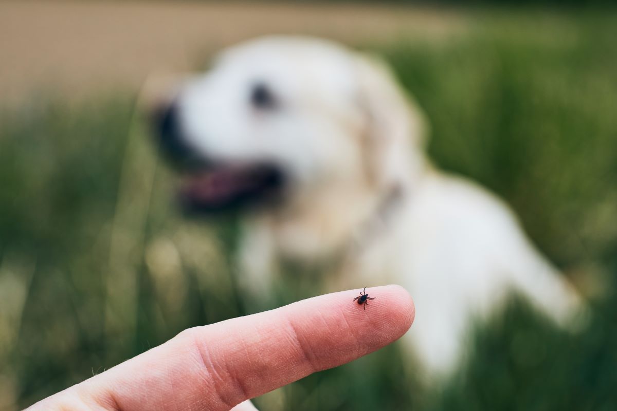 Zecken richtig entfernen in Ostfriesland — Was Sie danach wi